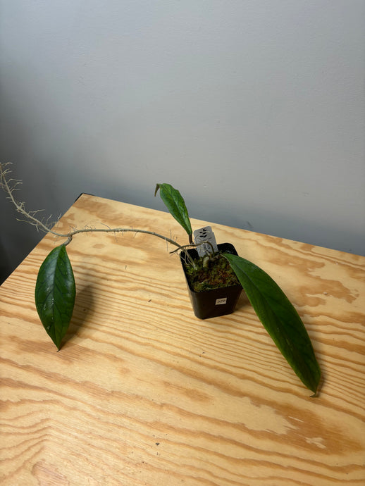 329. Hoya Vitellinoides