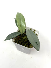 Load image into Gallery viewer, Hoya Wilbur Graves Silver A