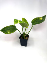 Load image into Gallery viewer, Philodendron Green Congo Variegated