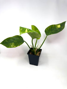 Philodendron Green Congo Variegated