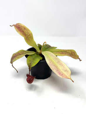 Nepenthes Mirabilis