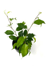Load image into Gallery viewer, Ficus Benjamina ‘Little Leaf’