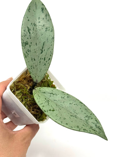 Hoya Pubicalyx Pink Silver Ghost D