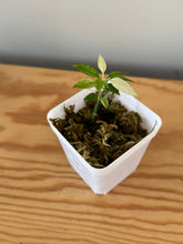 Load image into Gallery viewer, 348. Hoya Multiflora White Margins Variegated