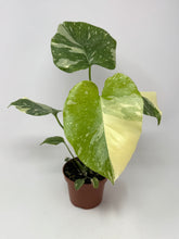 Load image into Gallery viewer, Monstera &#39;Thai Constellation&#39; (high variegation, 4.5”)