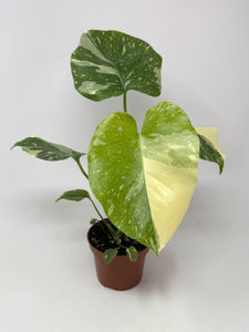 Monstera 'Thai Constellation' (high variegation, 4.5”)