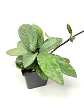 Load image into Gallery viewer, Hoya Carnosa ‘Argentea Princess’ M
