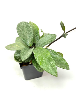 Hoya Carnosa ‘Argentea Princess’ M