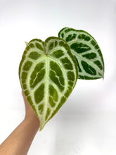 Load image into Gallery viewer, Anthurium Silver Blush
