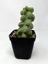 Load image into Gallery viewer, Pachycereus Schottii f. Monstrosus (Ships within Canada only)