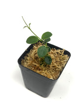 Load image into Gallery viewer, Hoya Tengchongensis
