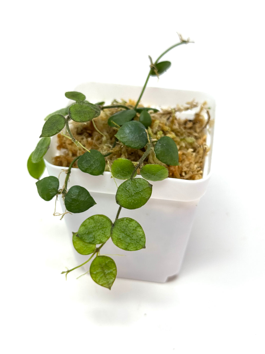 Dischidia Hirsuta