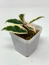 Load image into Gallery viewer, Hoya Carnosa Suzie Q