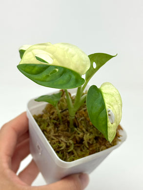 Monstera Adansonii Variegated B