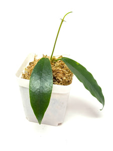 Hoya Macgillivrayi