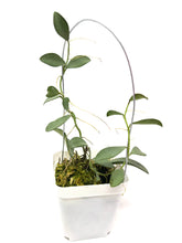 Load image into Gallery viewer, Hoya Nummularioides Silver