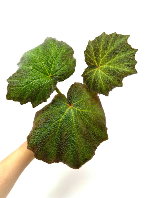 Begonia Boomer