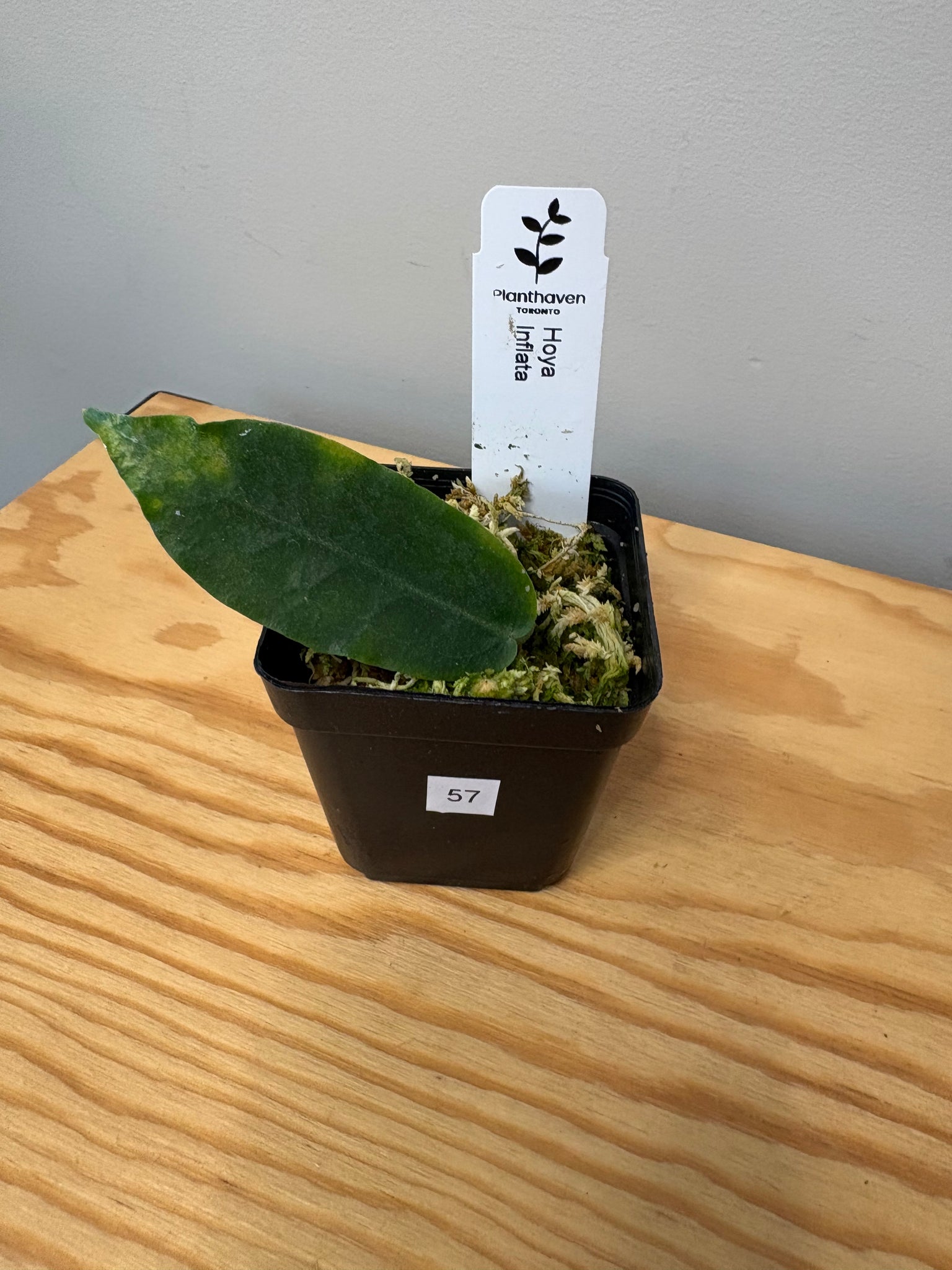 57. Hoya Inflata – Planthaven Toronto