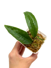 Load image into Gallery viewer, Hoya Amicabilis