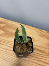 Load image into Gallery viewer, 16. Hoya Kenejiana Albo Variegated