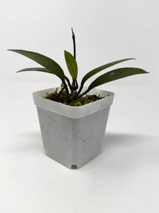Hoya Wilbur Graves Silver C