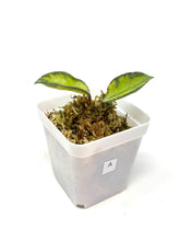 Load image into Gallery viewer, Hoya Carnosa ‘Argentea Princess’ A
