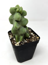 Load image into Gallery viewer, Pachycereus Schottii f. Monstrosus (Ships within Canada only)