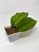 Load image into Gallery viewer, Hoya Meredithii