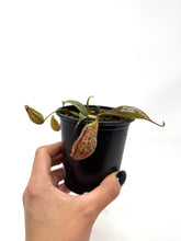 Load image into Gallery viewer, Nepenthes Dyeriana