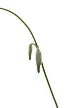 Load image into Gallery viewer, Hoya Stenaokei
