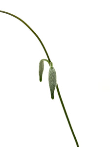 Hoya Stenaokei