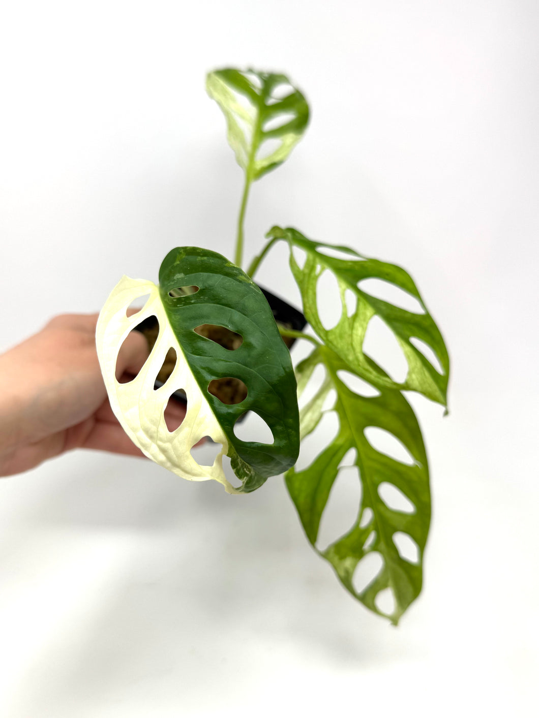 Monstera Adansonii Variegated E