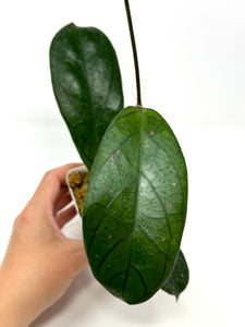 Hoya Forbesii