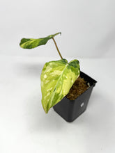 Load image into Gallery viewer, Philodendron Gloriosum Variegated A
