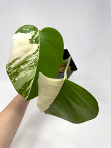 Monstera Deliciosa Albo Variegated I