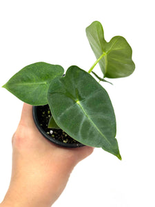 Alocasia Frydek