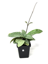 Load image into Gallery viewer, Hoya Carnosa ‘Argentea Princess’ M