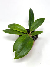 Load image into Gallery viewer, Hoya Finlaysonii cv. Lalia