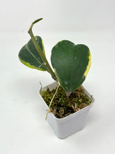 Load image into Gallery viewer, Hoya Kerrii Albo Variegated