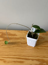 Load image into Gallery viewer, 40. Hoya Vitellinioides
