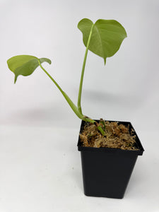 Monstera Deliciosa Aurea Variegated