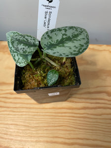 161. Scindapsus Silver Lady