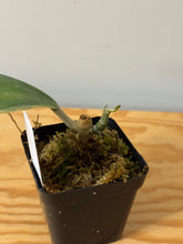 Load image into Gallery viewer, 145. Hoya Kerrii Albo Variegated