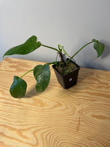 21. Philodendron Giganteum Variegated