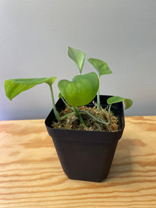 49. Scindapsus Platinum
