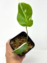 Load image into Gallery viewer, Monstera Deliciosa Albo Variegated G
