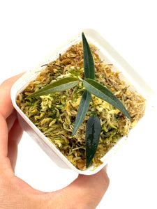 Hoya Oligantha