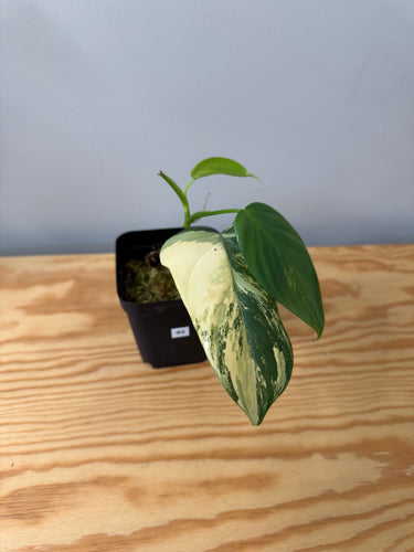 95. Philodendron Bipennifolium Variegated ‘Violin’