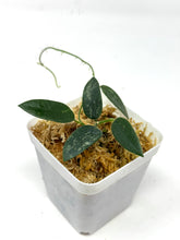 Load image into Gallery viewer, Hoya Thomsonii Splash