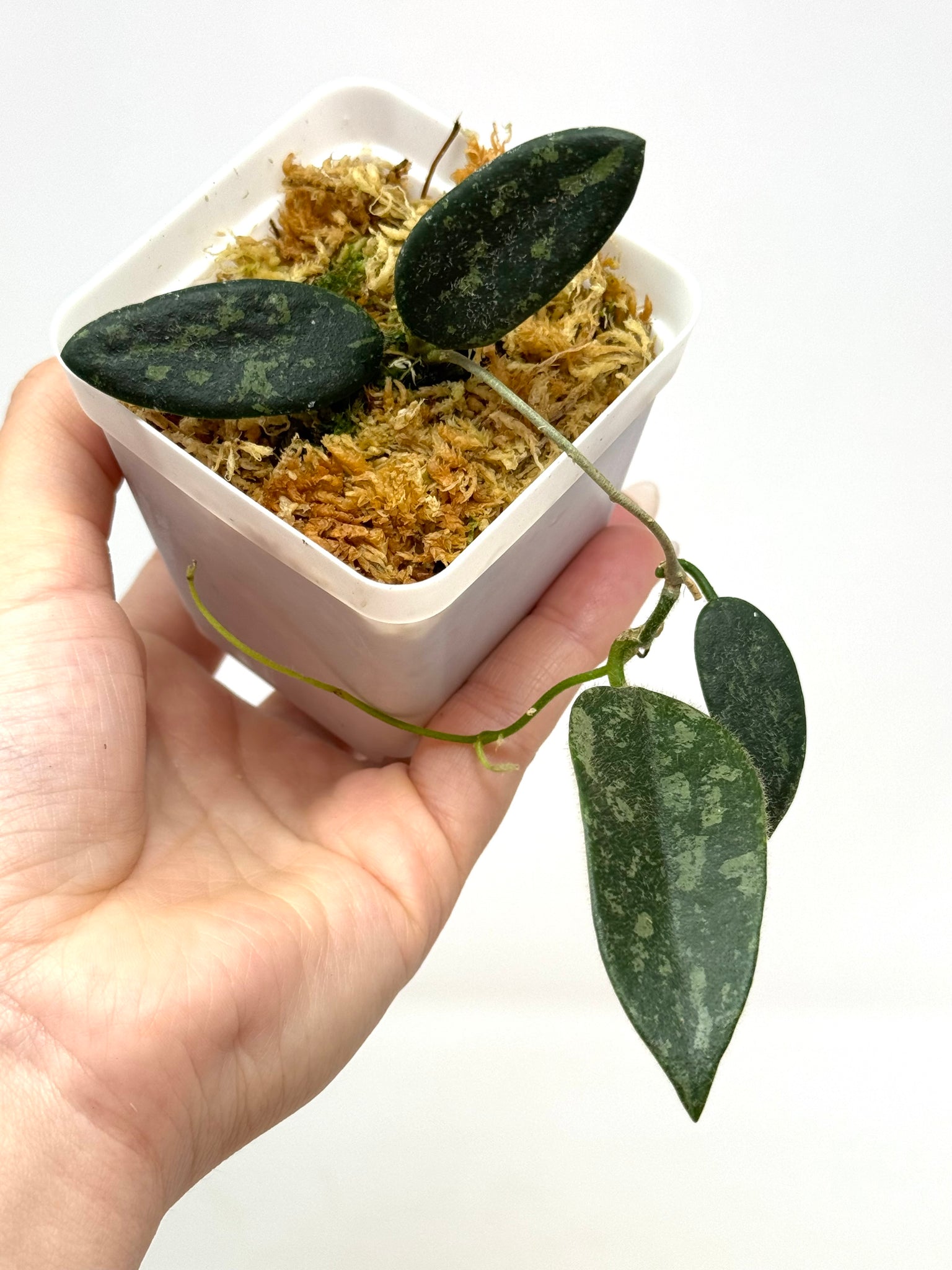 Hoya Thomsonii Splash – Planthaven Toronto